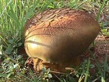 Phlebopus sudanicus image