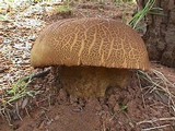 Phlebopus sudanicus image