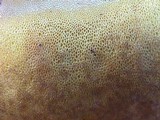 Phlebopus sudanicus image