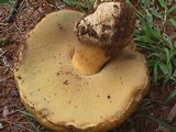 Phlebopus sudanicus image