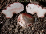 Rhizopogon rubescens image