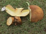 Phlebopus sudanicus image