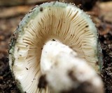 Russula subgraminicolor image