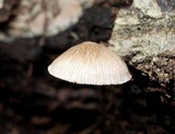 Pluteus longistriatus image