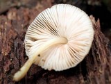 Pluteus longistriatus image