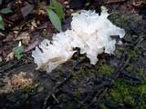 Tremella fuciformis image