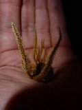 Aspergillus dybowskii image