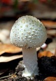 Amanita multisquamosa image