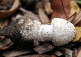 Amanita multisquamosa image