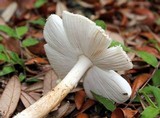 Amanita multisquamosa image
