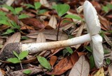 Amanita multisquamosa image