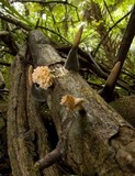 Xylaria cubensis image