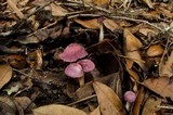 Gymnopus iocephalus image
