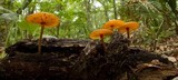 Xeromphalina tenuipes image