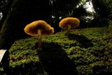 Gymnopilus palmicola image