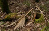 Gymnopilus palmicola image