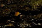 Gymnopilus palmicola image