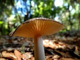 Megacollybia rodmani image