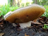 Xanthoconium affine image