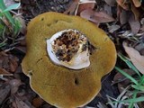 Xanthoconium affine image