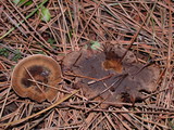 Coltricia cinnamomea image