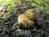 Rhizopogon salebrosus image