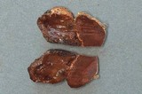 Rhizopogon salebrosus image