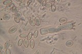 Rhizopogon salebrosus image