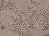 Rhizopogon salebrosus image