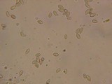 Rhizopogon salebrosus image