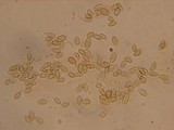 Rhizopogon salebrosus image