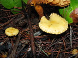 Pholiota alnicola image