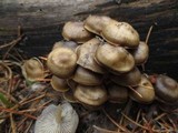 Mycena overholtsii image