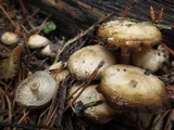 Mycena overholtsii image