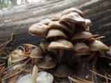 Mycena overholtsii image