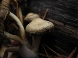 Mycena overholtsii image
