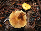 Pholiota alnicola image