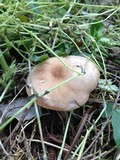 Clitocybe tarda image