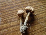 Marasmius oreades image