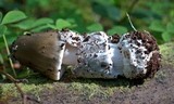 Amanita constricta image