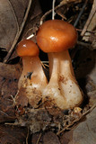 Rhodocollybia butyracea image