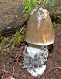 Amanita constricta image