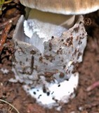 Amanita constricta image