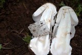 Amanita constricta image