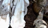 Amanita constricta image