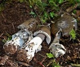 Amanita constricta image