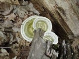 Trametes gibbosa image
