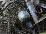 Blumenavia angolensis image