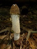 Phallus indusiatus image