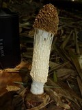 Phallus indusiatus image